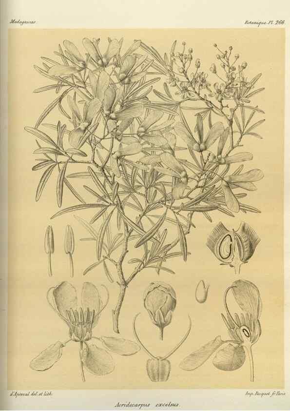 Reproducción/Reproduction 49785489293: Histoire physique, naturelle, et politique de Madagascar. Paris :Impr. nationale,1885-. 