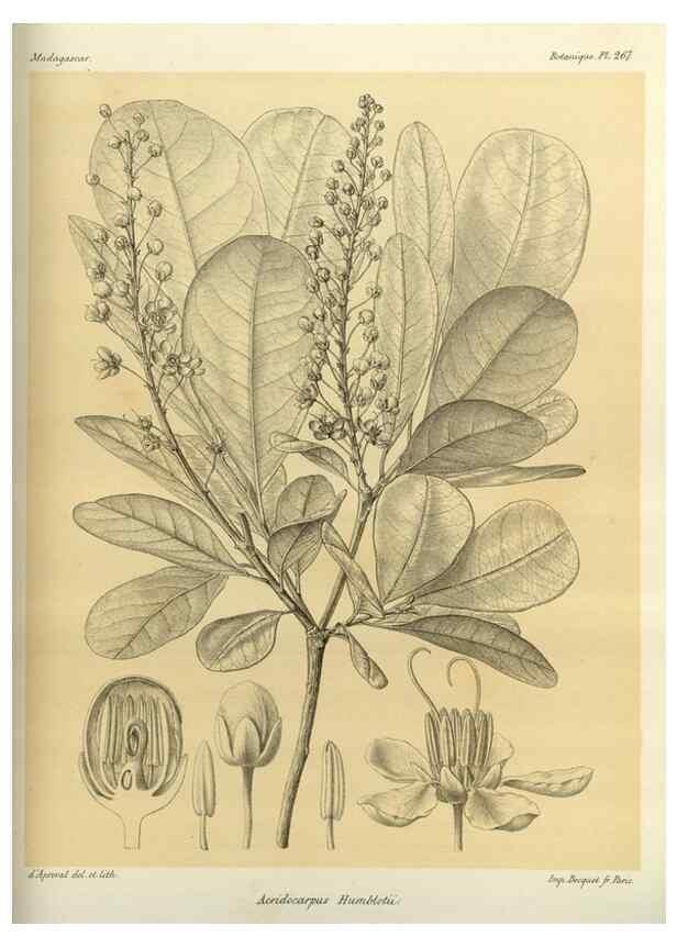 Reproducción/Reproduction 49786347392: Histoire physique, naturelle, et politique de Madagascar. Paris :Impr. nationale,1885-. 