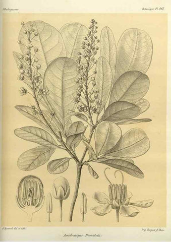 Reproducción/Reproduction 49786347392: Histoire physique, naturelle, et politique de Madagascar. Paris :Impr. nationale,1885-. 