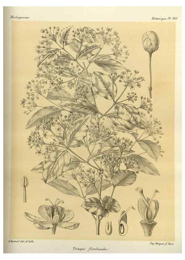 Reproducción/Reproduction 49786027566: Histoire physique, naturelle, et politique de Madagascar. Paris :Impr. nationale,1885-. 