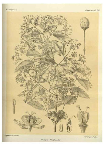 Reproducción/Reproduction 49786027566: Histoire physique, naturelle, et politique de Madagascar. Paris :Impr. nationale,1885-. 