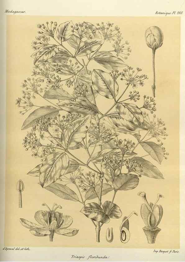Reproducción/Reproduction 49786027566: Histoire physique, naturelle, et politique de Madagascar. Paris :Impr. nationale,1885-. 