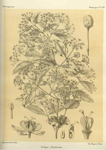 Reproducción/Reproduction 49786027566: Histoire physique, naturelle, et politique de Madagascar. Paris :Impr. nationale,1885-. 