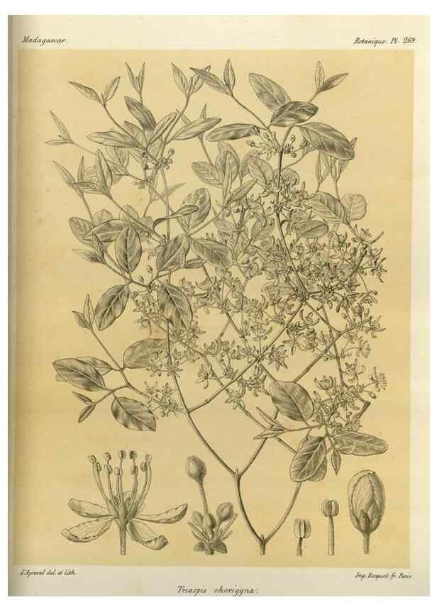 Reproducción/Reproduction 49785490243: Histoire physique, naturelle, et politique de Madagascar. Paris :Impr. nationale,1885-. 