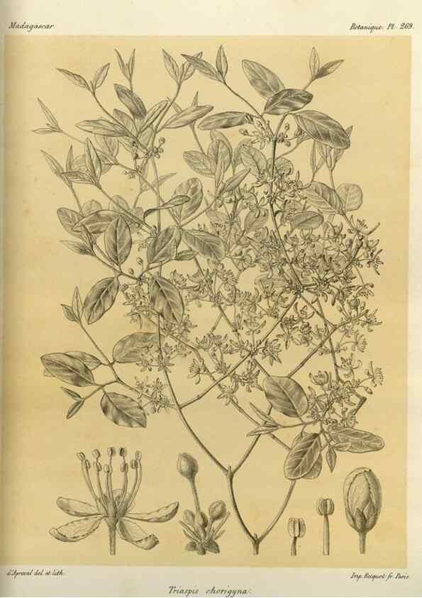Reproducción/Reproduction 49785490243: Histoire physique, naturelle, et politique de Madagascar. Paris :Impr. nationale,1885-. 