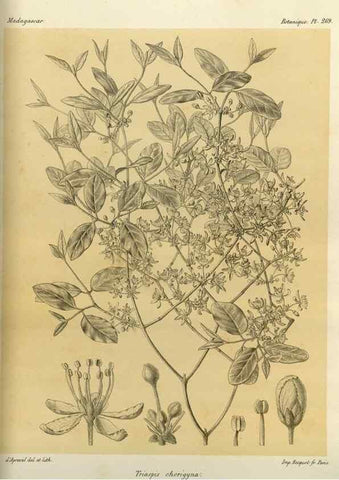 Reproducción/Reproduction 49785490243: Histoire physique, naturelle, et politique de Madagascar. Paris :Impr. nationale,1885-. 