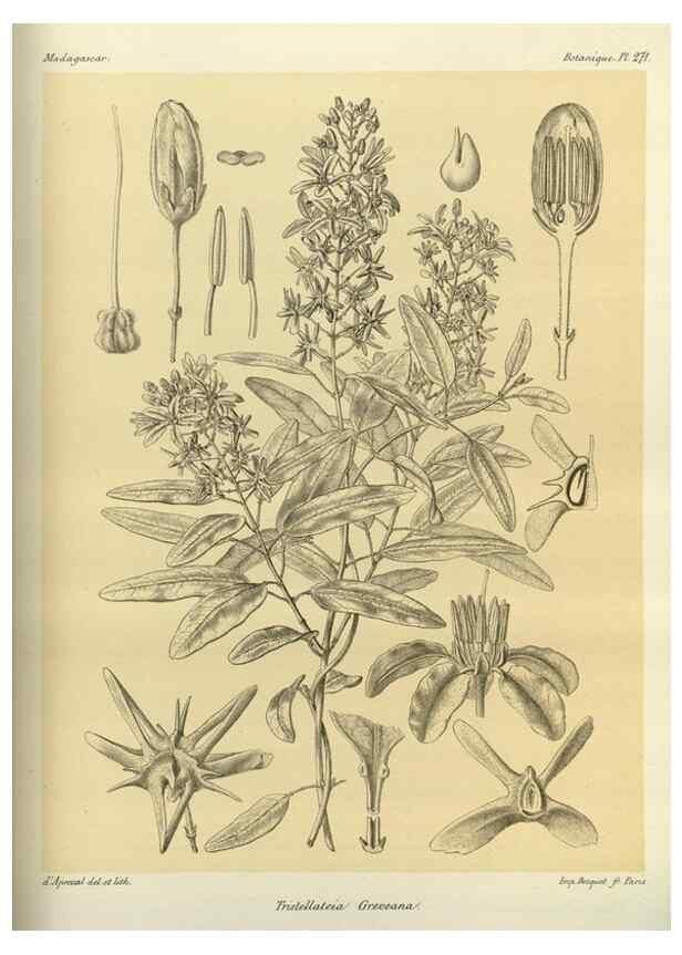 Reproducción/Reproduction 49785490798: Histoire physique, naturelle, et politique de Madagascar. Paris :Impr. nationale,1885-. 
