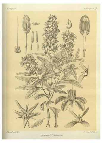 Reproducción/Reproduction 49785490798: Histoire physique, naturelle, et politique de Madagascar. Paris :Impr. nationale,1885-. 