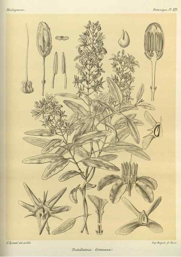 Reproducción/Reproduction 49785490798: Histoire physique, naturelle, et politique de Madagascar. Paris :Impr. nationale,1885-. 