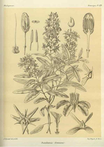 Reproducción/Reproduction 49785490798: Histoire physique, naturelle, et politique de Madagascar. Paris :Impr. nationale,1885-. 