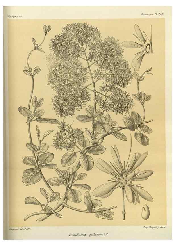 Reproducción/Reproduction 49785491043: Histoire physique, naturelle, et politique de Madagascar. Paris :Impr. nationale,1885-. 
