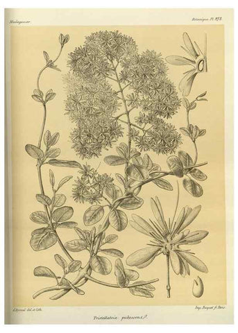 Reproducción/Reproduction 49785491043: Histoire physique, naturelle, et politique de Madagascar. Paris :Impr. nationale,1885-. 