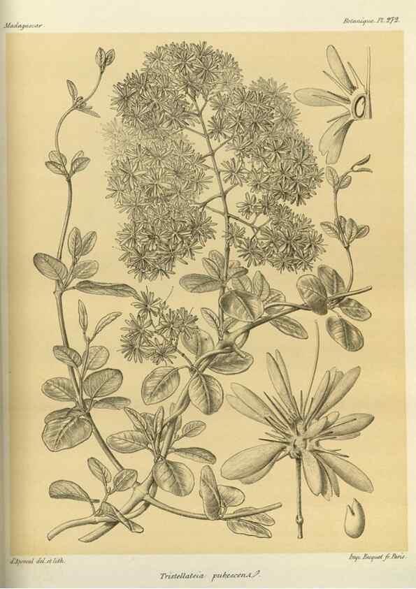 Reproducción/Reproduction 49785491043: Histoire physique, naturelle, et politique de Madagascar. Paris :Impr. nationale,1885-. 