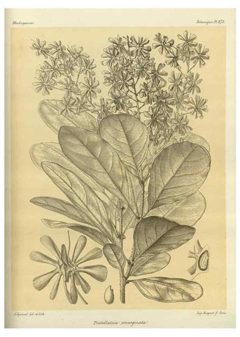 Reproducción/Reproduction 49786349297: Histoire physique, naturelle, et politique de Madagascar. Paris :Impr. nationale,1885-. 
