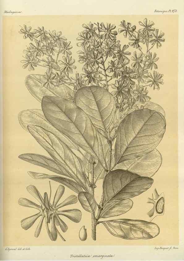 Reproducción/Reproduction 49786349297: Histoire physique, naturelle, et politique de Madagascar. Paris :Impr. nationale,1885-. 