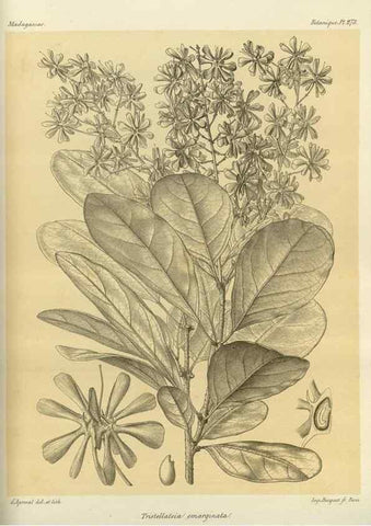 Reproducción/Reproduction 49786349297: Histoire physique, naturelle, et politique de Madagascar. Paris :Impr. nationale,1885-. 