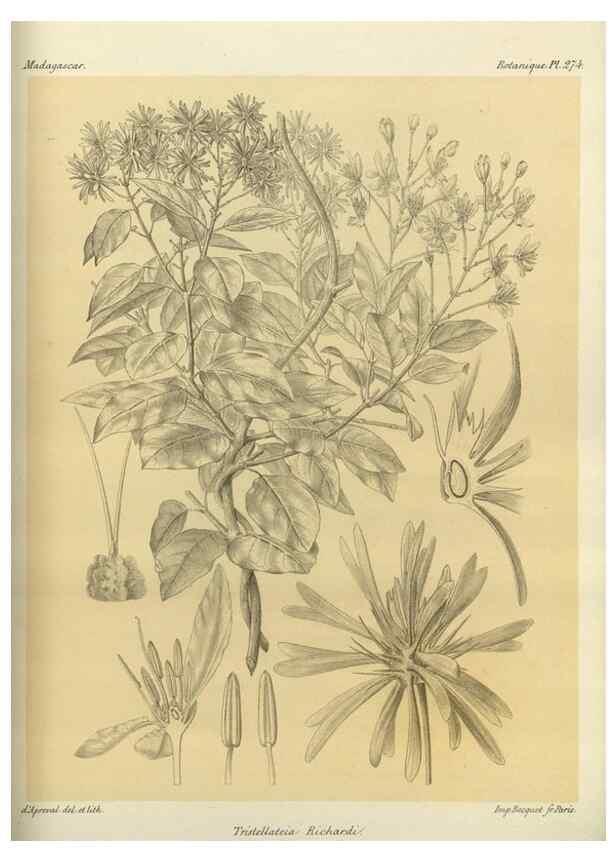 Reproducción/Reproduction 49786029441: Histoire physique, naturelle, et politique de Madagascar. Paris :Impr. nationale,1885-. 