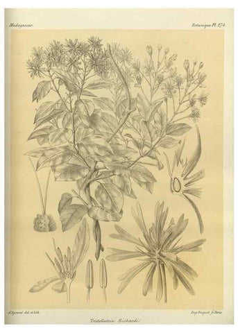 Reproducción/Reproduction 49786029441: Histoire physique, naturelle, et politique de Madagascar. Paris :Impr. nationale,1885-. 