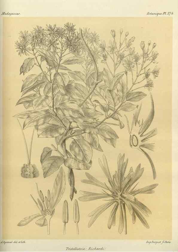 Reproducción/Reproduction 49786029441: Histoire physique, naturelle, et politique de Madagascar. Paris :Impr. nationale,1885-. 