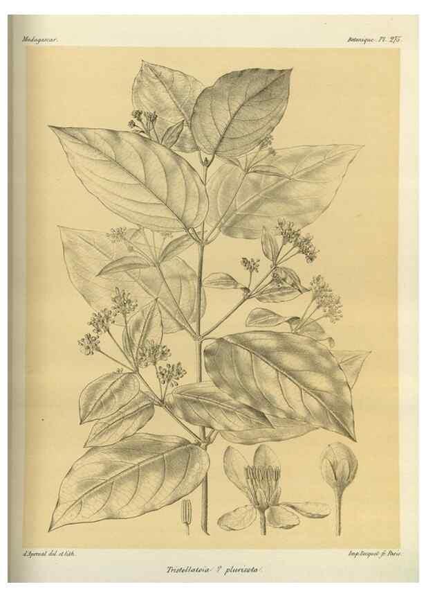 Reproducción/Reproduction 49786349937: Histoire physique, naturelle, et politique de Madagascar. Paris :Impr. nationale,1885-. 