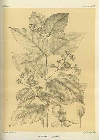 Reproducción/Reproduction 49786349937: Histoire physique, naturelle, et politique de Madagascar. Paris :Impr. nationale,1885-. 