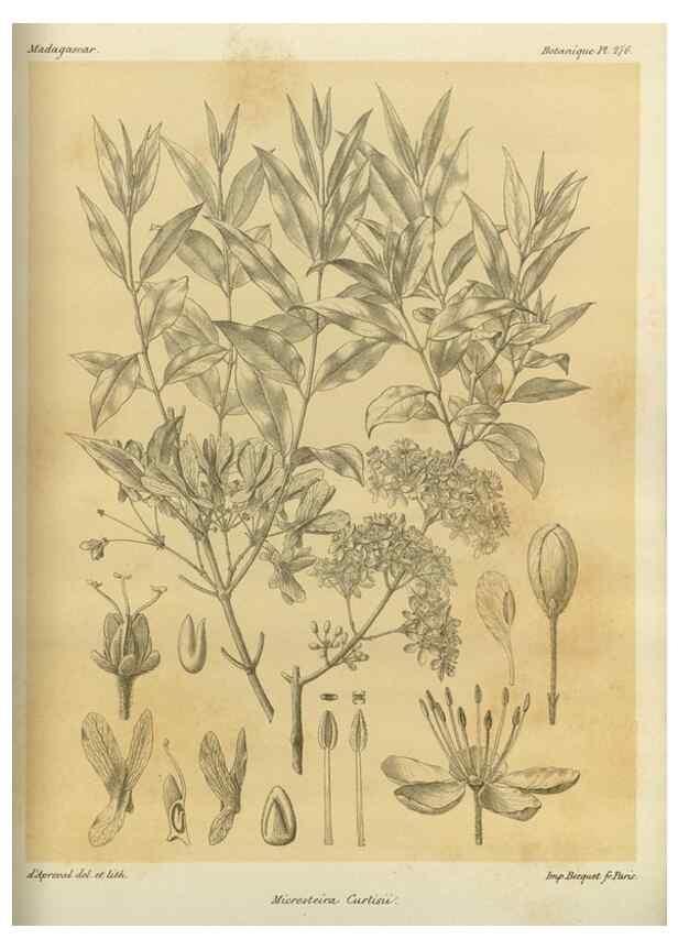 Reproducción/Reproduction 49786350297: Histoire physique, naturelle, et politique de Madagascar. Paris :Impr. nationale,1885-. 