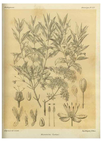 Reproducción/Reproduction 49786350297: Histoire physique, naturelle, et politique de Madagascar. Paris :Impr. nationale,1885-. 