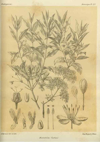 Reproducción/Reproduction 49786350297: Histoire physique, naturelle, et politique de Madagascar. Paris :Impr. nationale,1885-. 