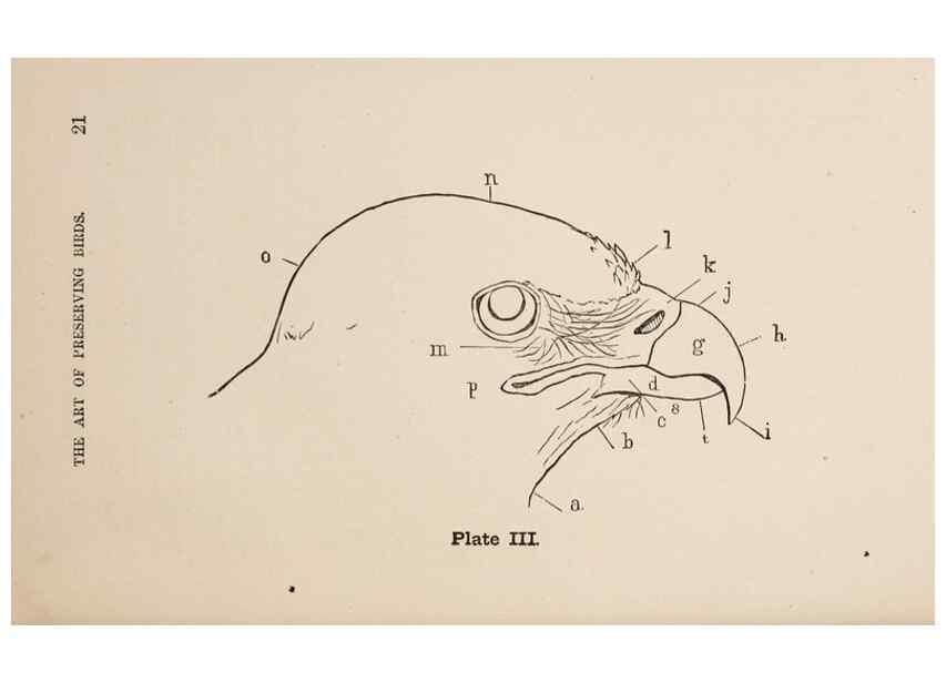 Reproducción/Reproduction 49785492433: The naturalist's guide in collecting and preserving objects of natural history,. Boston,Fields, Osgood & co.,1870.. 