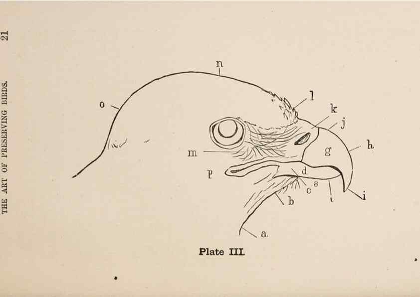 Reproducción/Reproduction 49785492433: The naturalist's guide in collecting and preserving objects of natural history,. Boston,Fields, Osgood & co.,1870.. 
