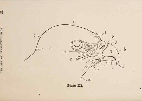 Reproducción/Reproduction 49785492433: The naturalist's guide in collecting and preserving objects of natural history,. Boston,Fields, Osgood & co.,1870.. 