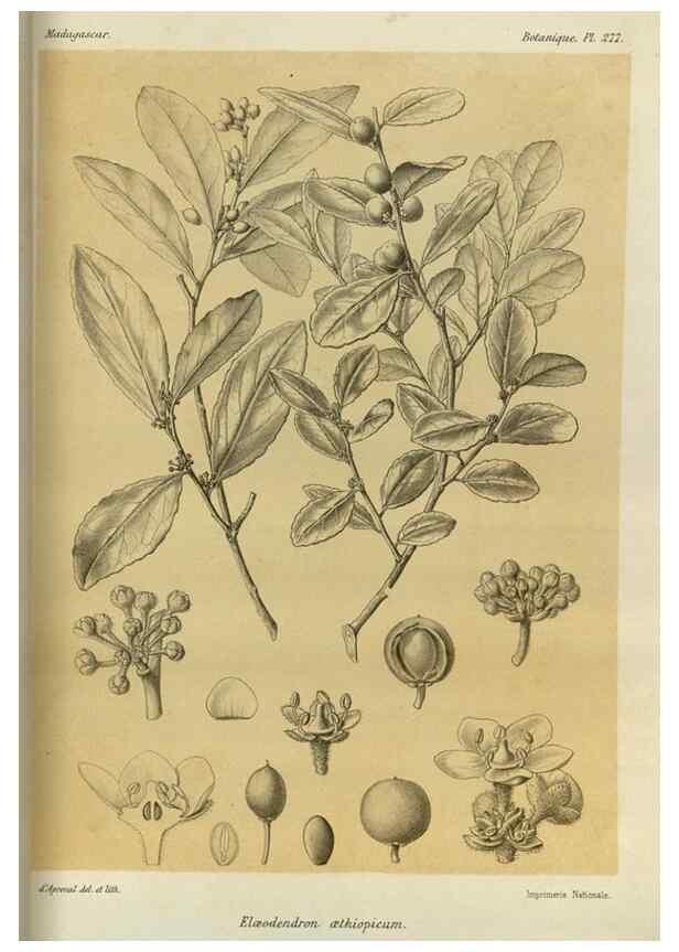 Reproducción/Reproduction 49786350532: Histoire physique, naturelle, et politique de Madagascar. Paris :Impr. nationale,1885-. 