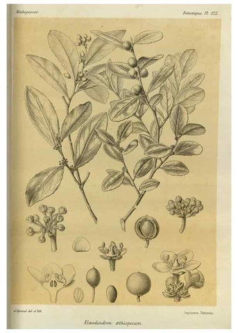 Reproducción/Reproduction 49786350532: Histoire physique, naturelle, et politique de Madagascar. Paris :Impr. nationale,1885-. 