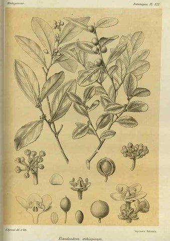 Reproducción/Reproduction 49786350532: Histoire physique, naturelle, et politique de Madagascar. Paris :Impr. nationale,1885-. 