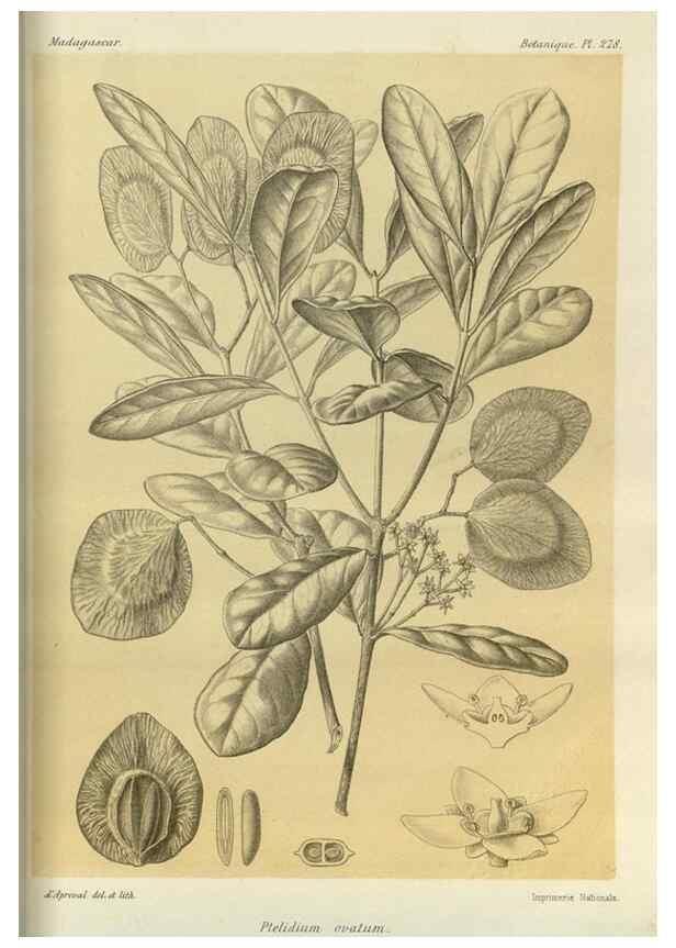 Reproducción/Reproduction 49785492943: Histoire physique, naturelle, et politique de Madagascar. Paris :Impr. nationale,1885-. 