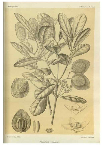 Reproducción/Reproduction 49785492943: Histoire physique, naturelle, et politique de Madagascar. Paris :Impr. nationale,1885-. 