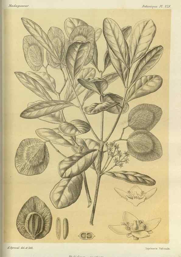 Reproducción/Reproduction 49785492943: Histoire physique, naturelle, et politique de Madagascar. Paris :Impr. nationale,1885-. 