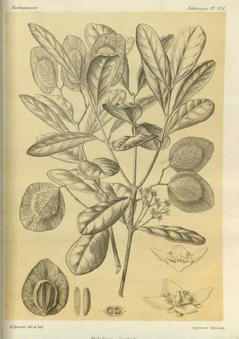 Reproducción/Reproduction 49785492943: Histoire physique, naturelle, et politique de Madagascar. Paris :Impr. nationale,1885-. 