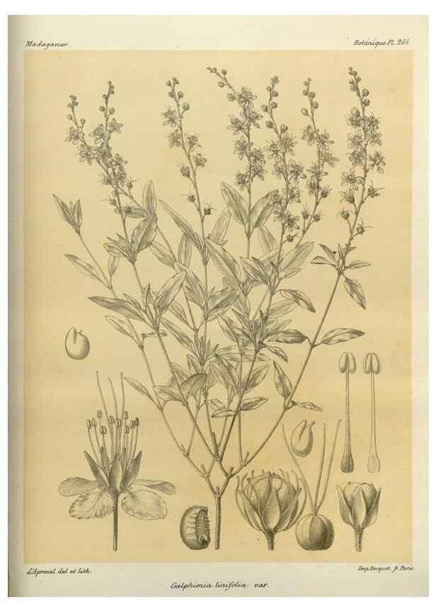 Reproducción/Reproduction 49786026076: Histoire physique, naturelle, et politique de Madagascar. Paris :Impr. nationale,1885-. 