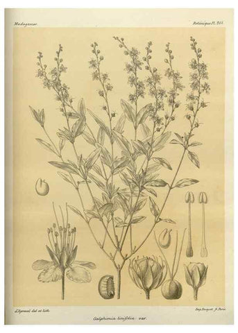 Reproducción/Reproduction 49786026076: Histoire physique, naturelle, et politique de Madagascar. Paris :Impr. nationale,1885-. 