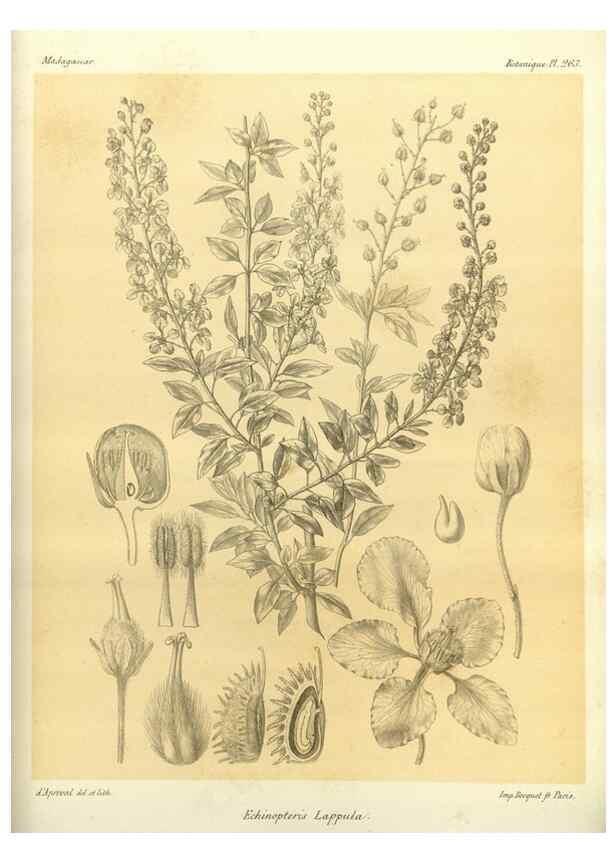 Reproducción/Reproduction 49785487923: Histoire physique, naturelle, et politique de Madagascar. Paris :Impr. nationale,1885-. 