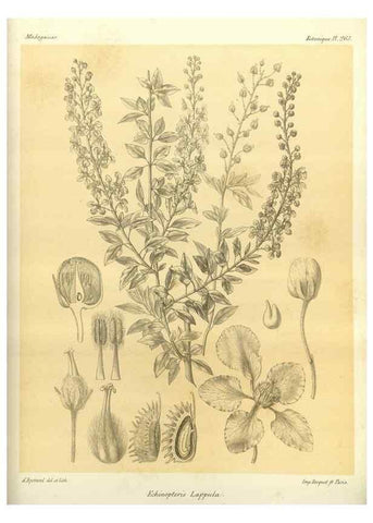 Reproducción/Reproduction 49785487923: Histoire physique, naturelle, et politique de Madagascar. Paris :Impr. nationale,1885-. 