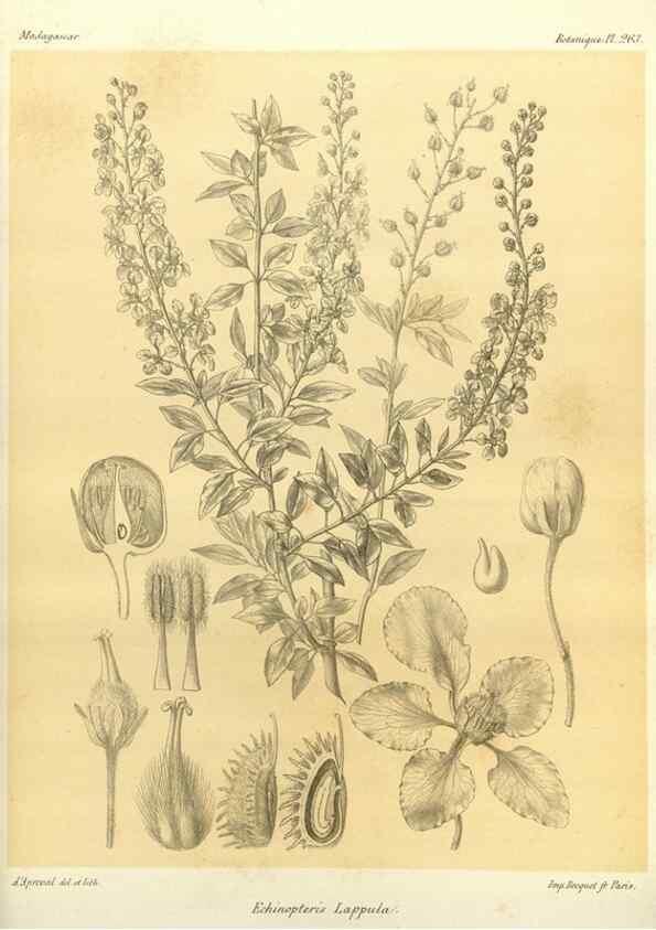 Reproducción/Reproduction 49785487923: Histoire physique, naturelle, et politique de Madagascar. Paris :Impr. nationale,1885-. 