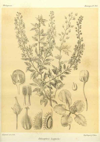 Reproducción/Reproduction 49785487923: Histoire physique, naturelle, et politique de Madagascar. Paris :Impr. nationale,1885-. 