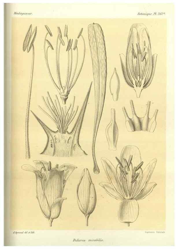 Reproducción/Reproduction 49785487523: Histoire physique, naturelle, et politique de Madagascar. Paris :Impr. nationale,1885-. 