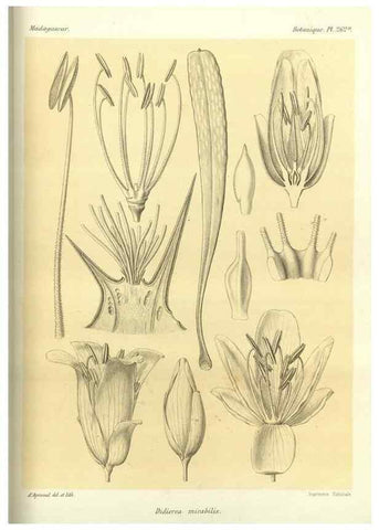 Reproducción/Reproduction 49785487523: Histoire physique, naturelle, et politique de Madagascar. Paris :Impr. nationale,1885-. 