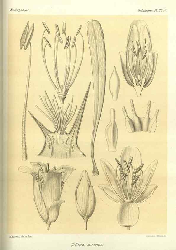 Reproducción/Reproduction 49785487523: Histoire physique, naturelle, et politique de Madagascar. Paris :Impr. nationale,1885-. 