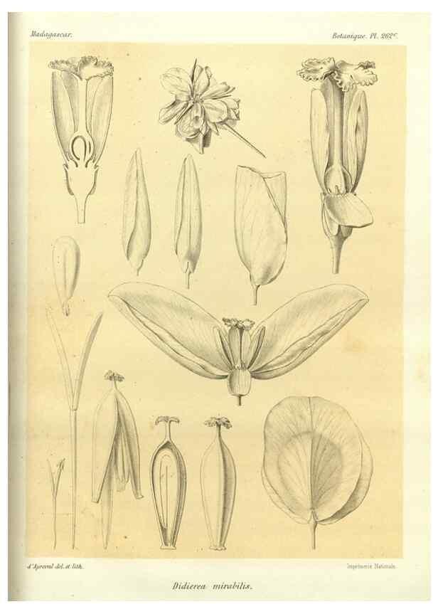 Reproducción/Reproduction 49786345232: Histoire physique, naturelle, et politique de Madagascar. Paris :Impr. nationale,1885-. 