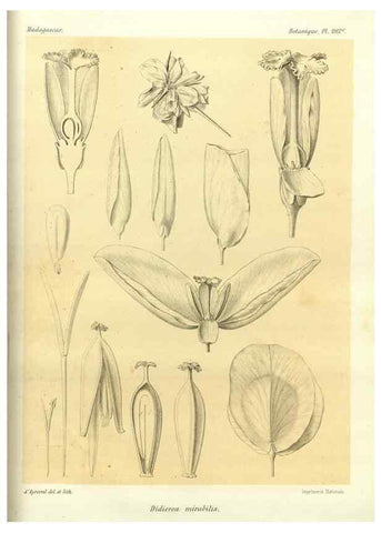 Reproducción/Reproduction 49786345232: Histoire physique, naturelle, et politique de Madagascar. Paris :Impr. nationale,1885-. 