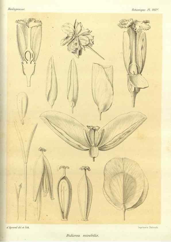Reproducción/Reproduction 49786345232: Histoire physique, naturelle, et politique de Madagascar. Paris :Impr. nationale,1885-. 